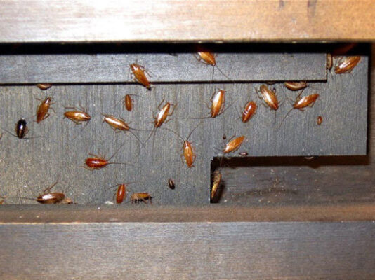 Мусорная реформа обернулась для жителей Колпино массовым нашествием тараканов