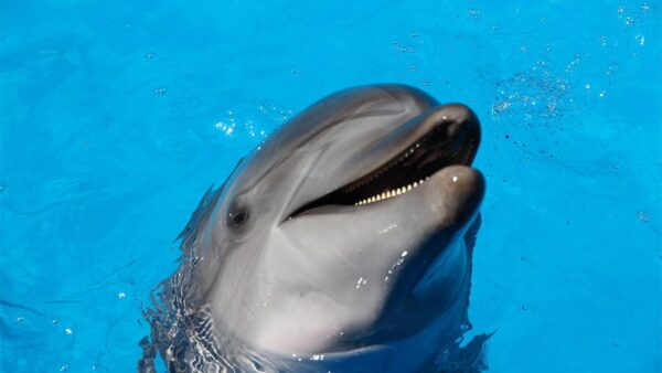 Владелец дельфинария в Севастополе выкинул в море питомцев, идет операция по их спасению