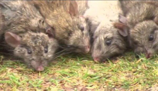 Дохлые крысы, пятилетние дети, Новая Зеландия
