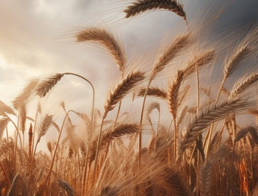 Запад надеется на возобновление «зерновой сделки» – для этого Китай должен надавить на Россию