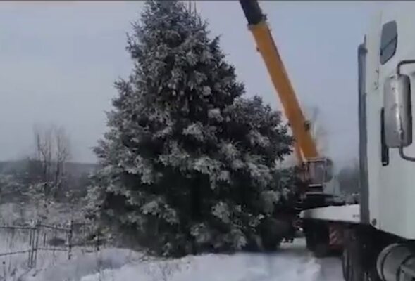 На Урале чиновники внаглую спёрли огромную ель с частного участка